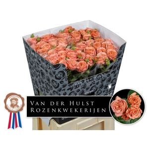 Rosa TR 'Bella Trendsetter'