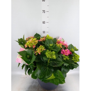 Hydrangea mac.