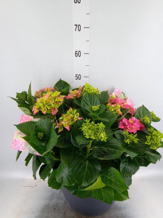 <h4>Hydrangea mac.</h4>