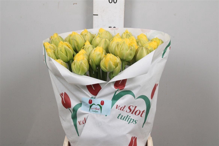 <h4>Tu Du Vanilla Coup</h4>