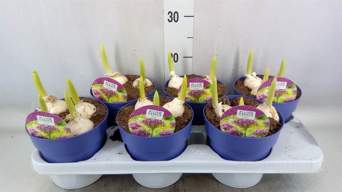 <h4>Allium   ...</h4>