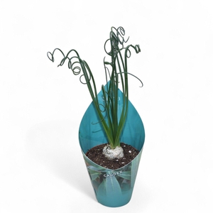 ALBUCA  FRIZ SIZZLE
