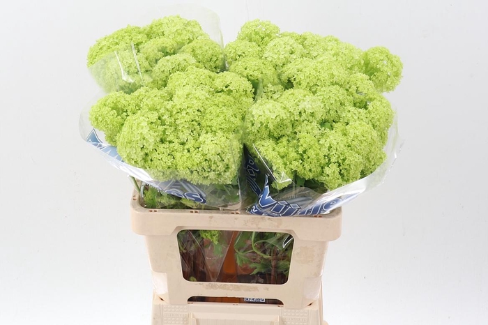 <h4>Viburnum Roseum St</h4>