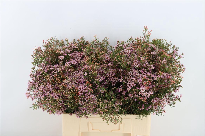<h4>Cham. Pink Solar Very Limited</h4>