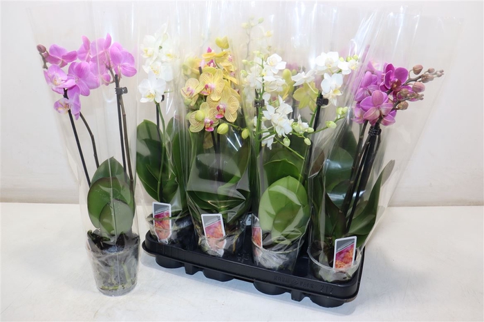 Phal Mf Gem 3 Kl