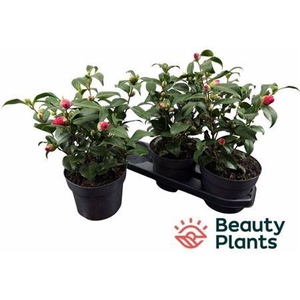 Came Re Mary William 12+