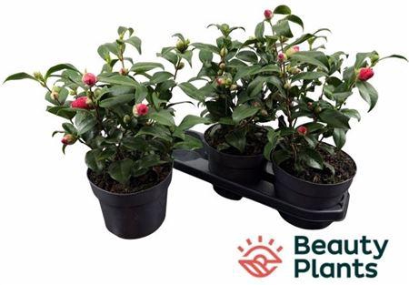 <h4>Came Re Mary William 12+</h4>