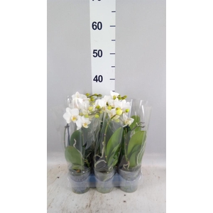 Phalaenopsis multi. 'FC Snowflake'