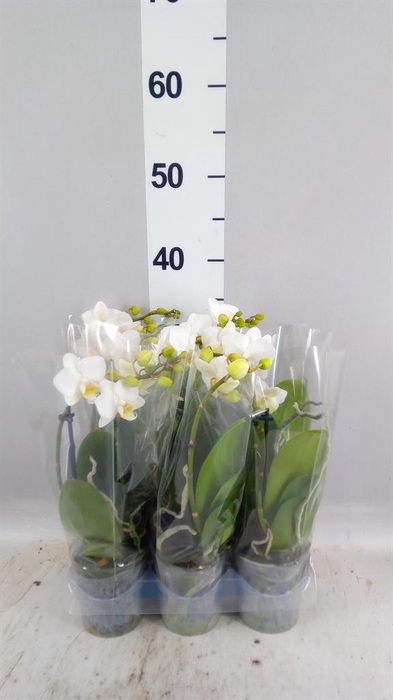 <h4>Phalaenopsis multi. 'FC Snowflake'</h4>