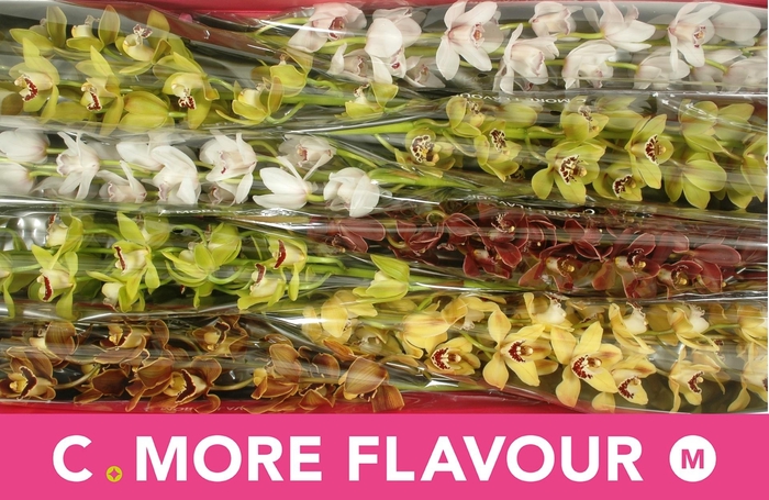 <h4>CYMB MI GEM</h4>