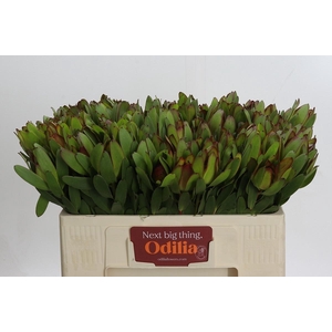 LEUCAD SAF GOLDSTRIK