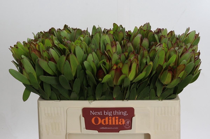 <h4>LEUCAD SAF GOLDSTRIK</h4>