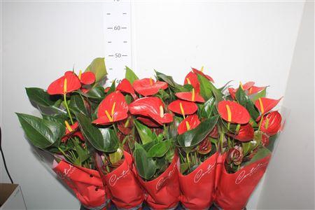 <h4>Anthu An Success Red 5+</h4>