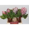 Protea Cynaroides