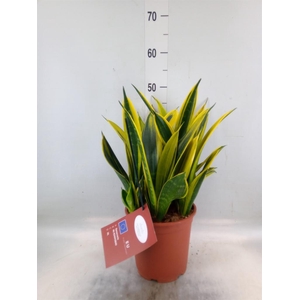 Sansevieria trifa.   ...