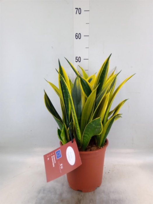 <h4>Sansevieria trifa. ...</h4>