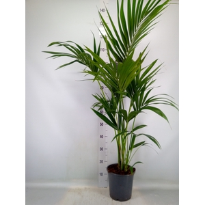 Howea forsteriana