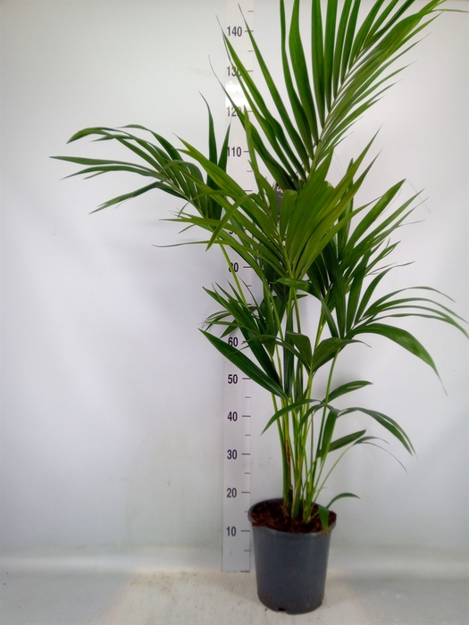 <h4>Howea forsteriana</h4>