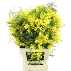 ACACIA BAILEYA BL BS