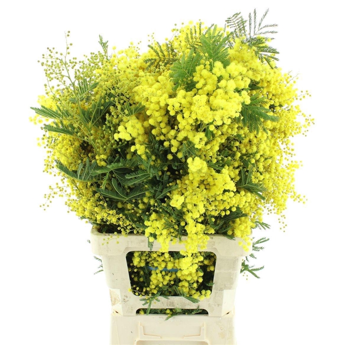 <h4>ACACIA BAILEYA BL BS</h4>