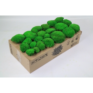 Pincushion Moss Preserved 2,5 Kg