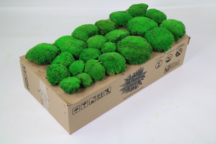 <h4>Pincushion Moss Preserved 2,5 Kg</h4>