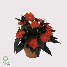 Impatiens New Guinea Grp Celebrette Orange Crush