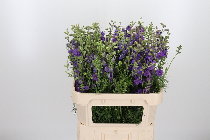 <h4>Cons R Q Viole Lilac</h4>