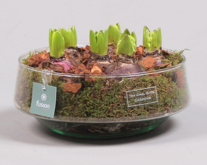 <h4>Green Bottle Iris Large met Hyacinten</h4>