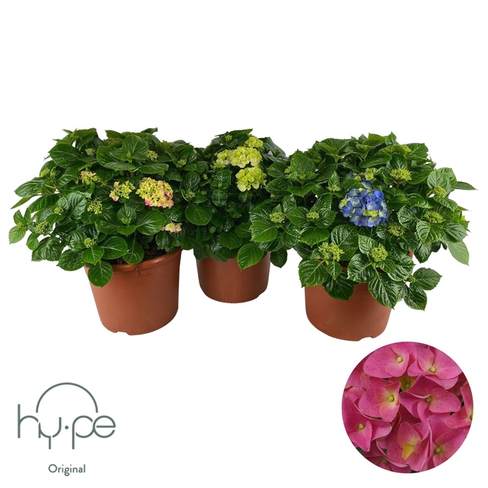<h4>Hydrangea macrophylla</h4>