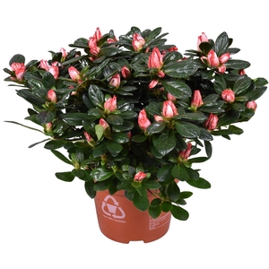 Azalea'Linde'de'Lo'bicolor