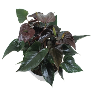 Anthurium XL.20 Paris Black 23cm schaal