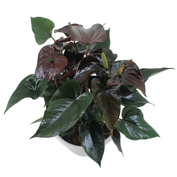 <h4>Anthurium XL.20 Paris Black 23cm schaal</h4>