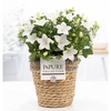 Campanula Atlanta Pure Basket