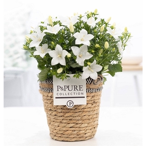 Campanula 'Atlanta' Pure Basket