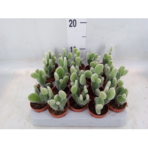 Opuntia microdasys 'Albispina'