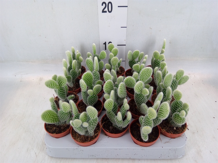 <h4>Opuntia microdasys 'Albispina'</h4>