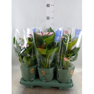 Anthurium andr. 'Vanilla'