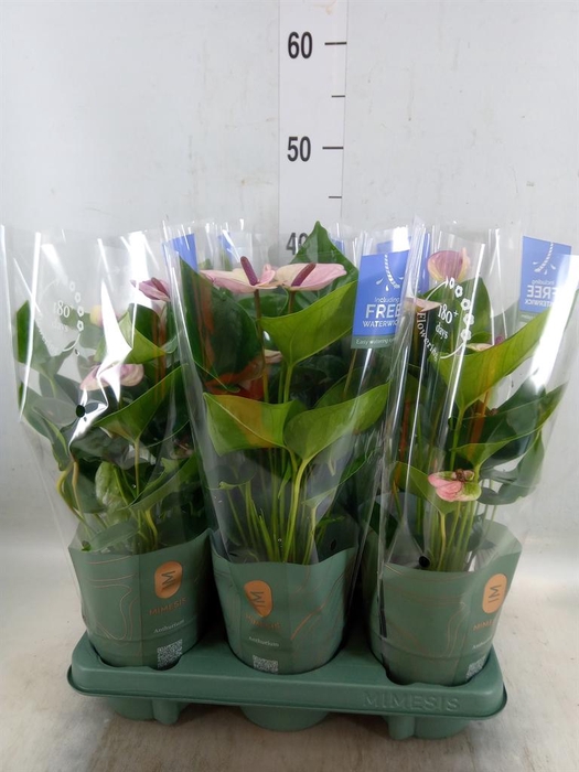 <h4>Anthurium andr. 'Vanilla'</h4>