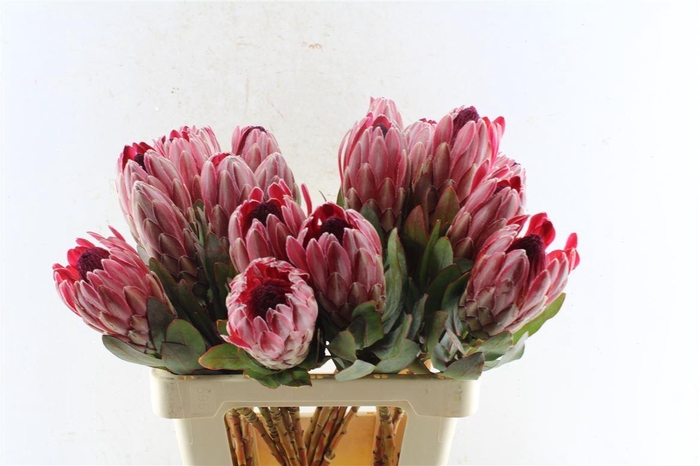 <h4>Protea Sharonet</h4>