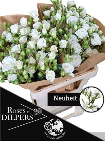 <h4>R TR OV WHITE NEW!!*</h4>