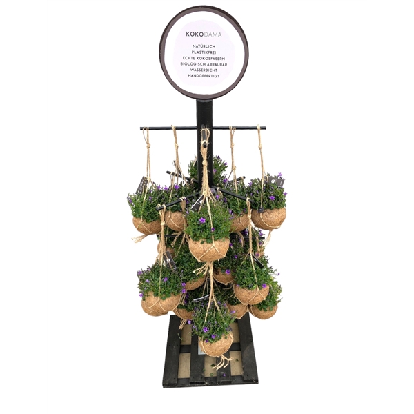 <h4>Kokodama Black Tree large INCLUDING 24 Kokodama Campanula's 'Addenda'</h4>