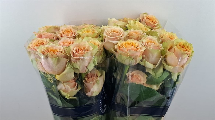 <h4>R Gr Caramel Machiato Ll</h4>