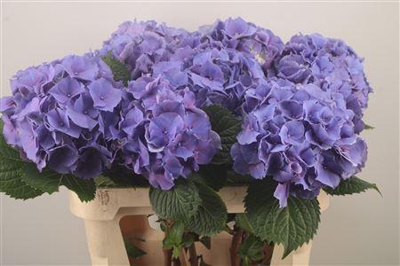 <h4>Hydr M My Primavera</h4>