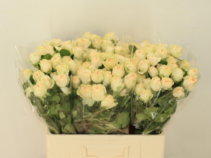 <h4>R TR SUMMERROSE</h4>