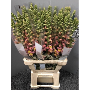 Antir Poto Light Orange