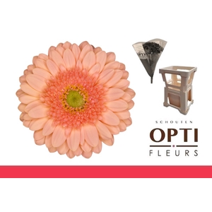 GE MI ICE CREAM-Water hoes