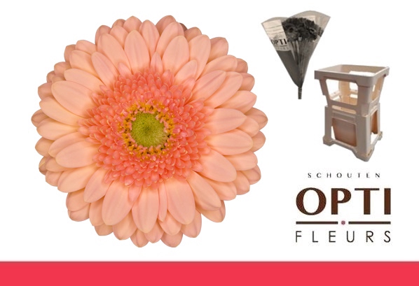 <h4>GE MI ICE CREAM-Water hoes</h4>