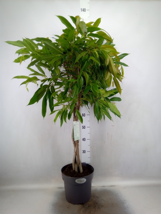 Ficus binn. 'Amstel King'