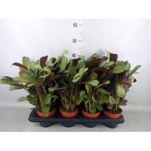 Ctenanthe burle-marxii 'Amagris'